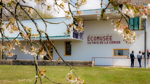 Extérieur de l'Ecomusée du Pays de la Cerise de Fougerolles - On voit des branches de cerisiers avec des fleurs de cerisiers de Fougerolles - Vosges du Sud