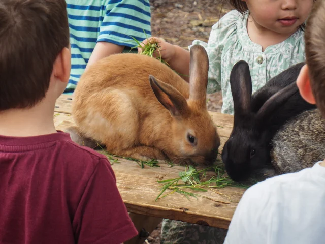 Lapins de la ferme des Petits sentiers Ân'imés - Plateau des 1000 étangs - Vosges du Sud