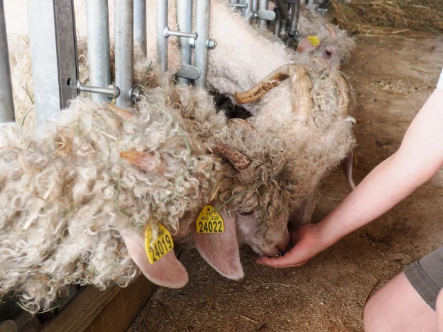 Chèvres angora dont la laine sert à faire du mohair - Les Petits Sentiers Ân'imés - Plateau des 1000 étangs - Vosges du Sud