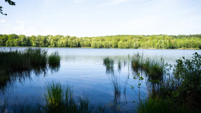 Réserve Naturelle Régionale de la Tourbière de la Grande Pile, balade à 1000 temps aménagée - L'Eau et la Pierre - St-Germain - Vosges du Sud