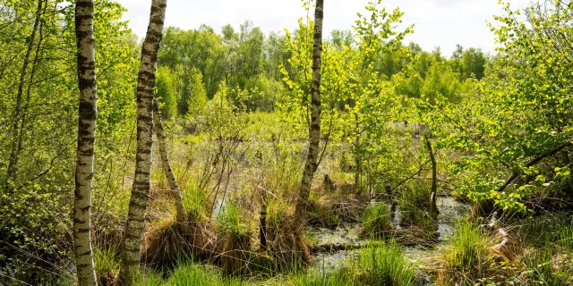 Réserve Naturelle Régionale de la Tourbière de la Grande Pile, balade à 1000 temps aménagée - L'Eau et la Pierre - St-Germain - Vosges du Sud