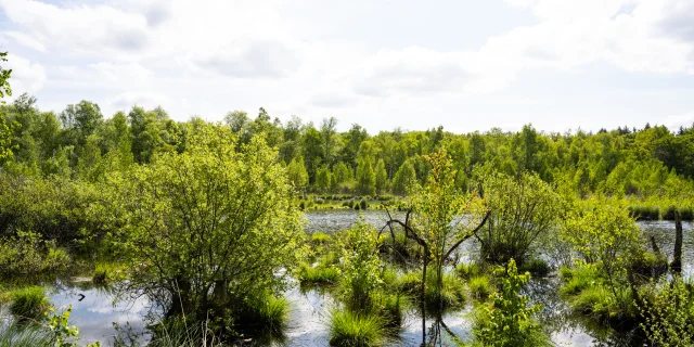 Réserve Naturelle Régionale de la Tourbière de la Grande Pile, balade à 1000 temps aménagée - L'Eau et la Pierre - St-Germain - Vosges du Sud