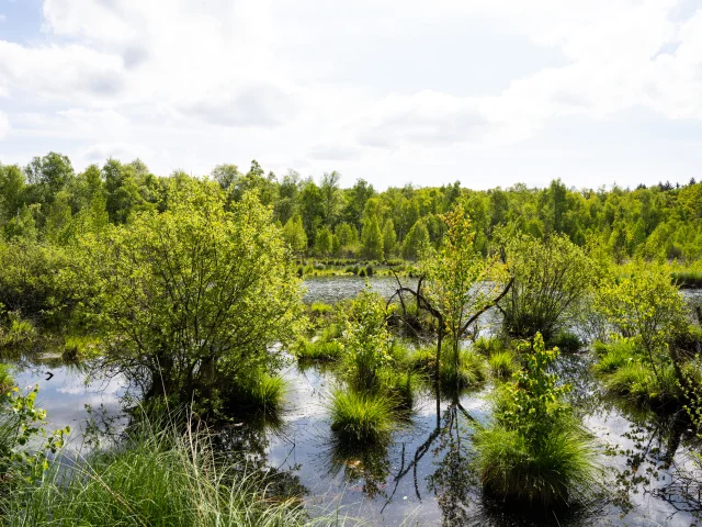 Réserve Naturelle Régionale de la Tourbière de la Grande Pile, balade à 1000 temps aménagée - L'Eau et la Pierre - St-Germain - Vosges du Sud