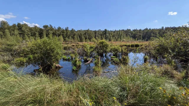 Réserve Naturelle Régionale de la Tourbière de la Grande Pile, balade à 1000 temps aménagée - L'Eau et la Pierre - Saint-Germain - Vosges du Sud