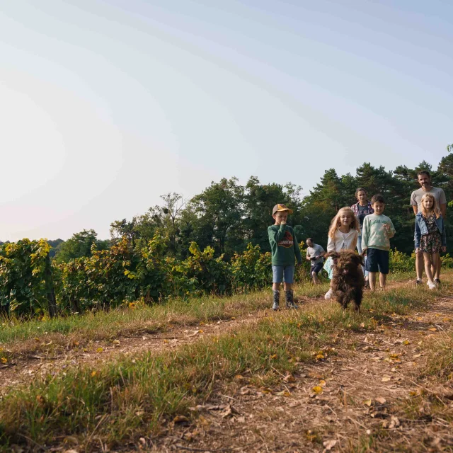 Une famille accompagnée de leur chien se baladent au cœur des vignes de Champlitte, sur le sentier des pierres sèches - Cabordes -Vesoul - Val de Saône