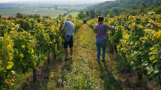 Un couple coupe du raisin au cœur des vignes de Champlitte - Vesoul - Val de Saône