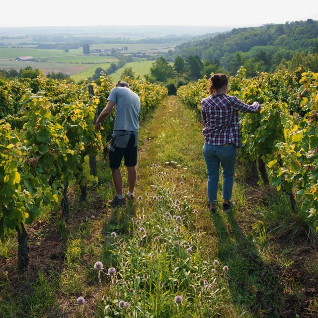 Un couple coupe du raisin au cœur des vignes de Champlitte - Vesoul - Val de Saône