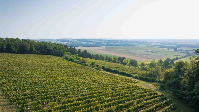 Vue aérienne des vignes de Champlitte - On y voit des vendangeurs - Vesoul - Val de Saône