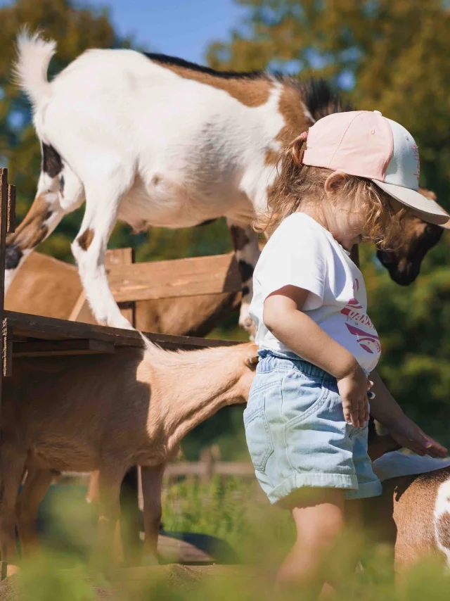 Des enfants s'amusent avec des chèvres - Parc aux daims - Vesoul - Val de Saône