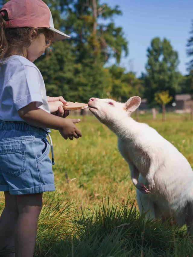 Une jeune fille nourrit un Wallaby de Benett Albinos - Parc aux daims - Vesoul - Val de Saône