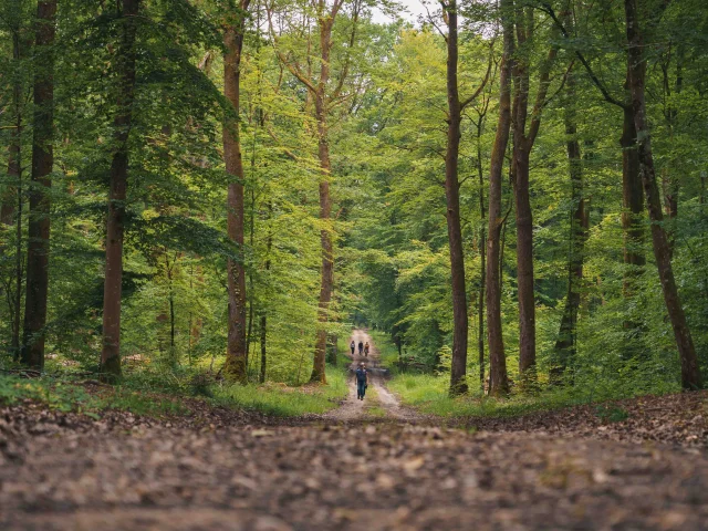 Sur un chemin forestier, des randonneurs se baladent - Vesoul - Val de Saône