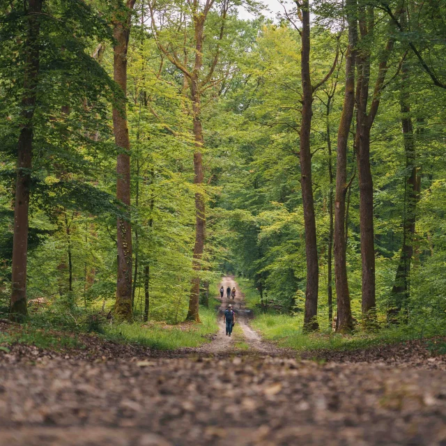 Sur un chemin forestier, des randonneurs se baladent - Vesoul - Val de Saône