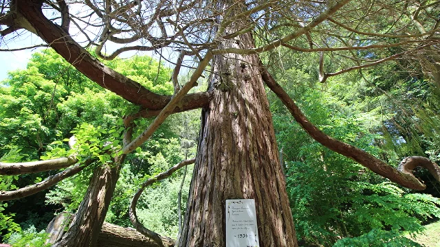 Cyprès planté aux origines du jardin pour célébrer une naissance dans la famille - Parc à l'anglaise de la Cude à Mailleroncourt-Charette - Vosges du Sud