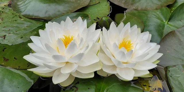 Nénuphars blancs aux Jardins Aquatiques d'Acorus - Vallée de l'Ognon