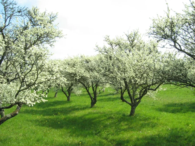 Un verger de mirabelliers en fleurs, qui se trouve sur le Sentier de la mirabelle dans le Pays de Villersexel - Vallée de l'Ognon