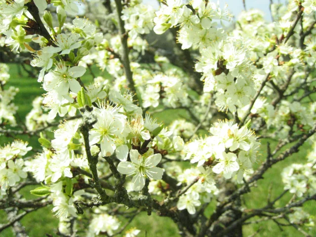 Un mirabellier en fleurs, qui se trouve sur le Sentier de la mirabelle dans le Pays de Villersexel - Vallée de l'Ognon