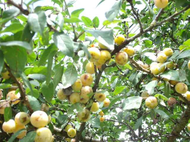 Les mirabelles sont mûres sur ce mirabellier, qui se trouve sur le Sentier de la mirabelle dans le Pays de Villersexel - Vallée de l'Ognon