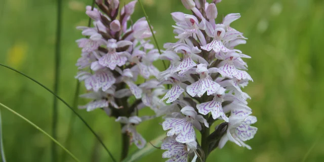 Une Dactylorhiza Maculata en fleur dans les pelouses sèches des Monts de Gy - Vallée de l'Ognon