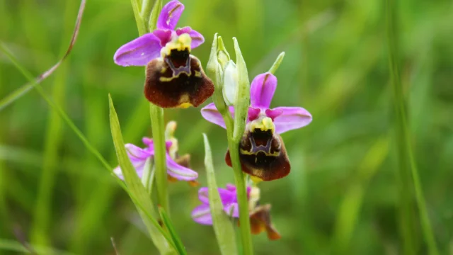 Ophrys Bourdon en fleur dans les pelouses sèches des Monts de Gy - Vallée de l'Ognon