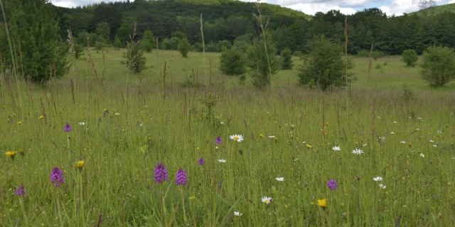 Vue panoramique sur les pelouses sèches des Monts de Gy - Vallée de l'Ognon