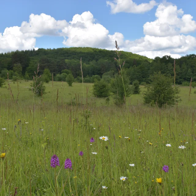 Vue panoramique sur les pelouses sèches des Monts de Gy - Vallée de l'Ognon