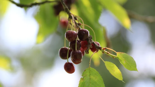 Cerise de Fougerolles prêtes à être cueillies sur l'arbre - Fougerolles - Vosges du Sud