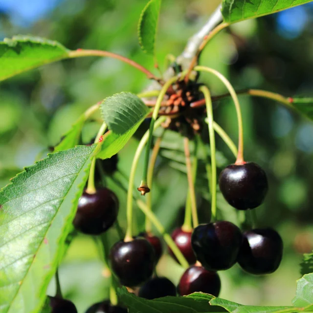 Cerise de Fougerolles prêtes à être cueillies sur l'arbre - Fougerolles - Vosges du Sud