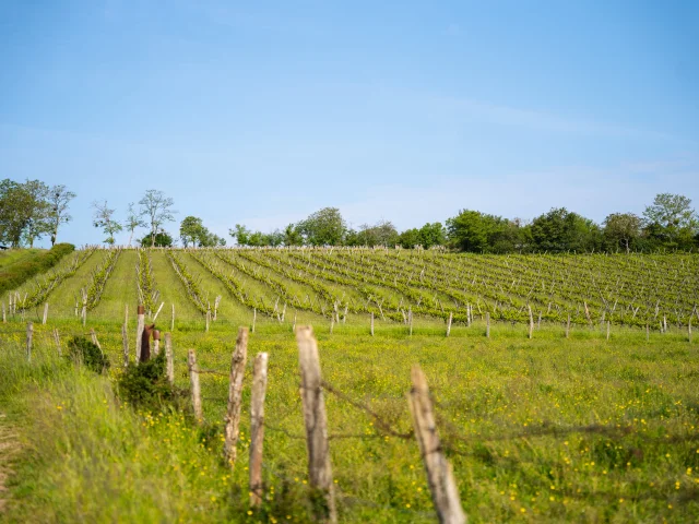 Parcelles de vignes du domaine Les Coteaux d'Hugier - Vallée de l'Ognon