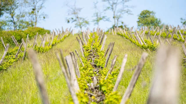 Rangs de vignes du domaine Les Coteaux d'Hugier - Vallée de l'Ognon