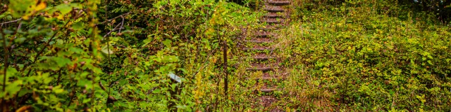 Sentier avec des marches en bois aménagé en forêt d'Etobon - Vosges du Sud