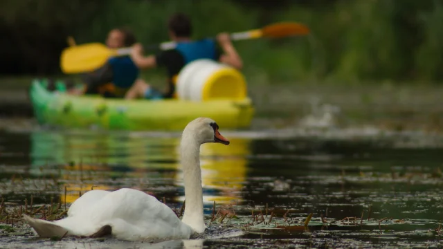 Un cygne se promène sur la Saône, en arrière-plan des kayakistes descendent ce fleuve - Vesoul - Val de Saône