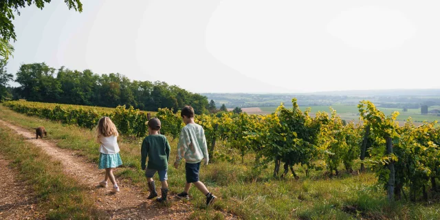 Des enfants se baladent au cœur des vignes de Champlitte, sur le sentier des pierres sèches - Cabordes - Vesoul - Val de Saône