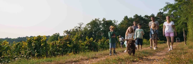 Une famille accompagnée de leur chien se baladent au cœur des vignes de Champlitte, sur le sentier des pierres sèches - Cabordes -Vesoul - Val de Saône