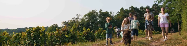 Une famille accompagnée de leur chien se baladent au cœur des vignes de Champlitte, sur le sentier des pierres sèches - Cabordes -Vesoul - Val de Saône