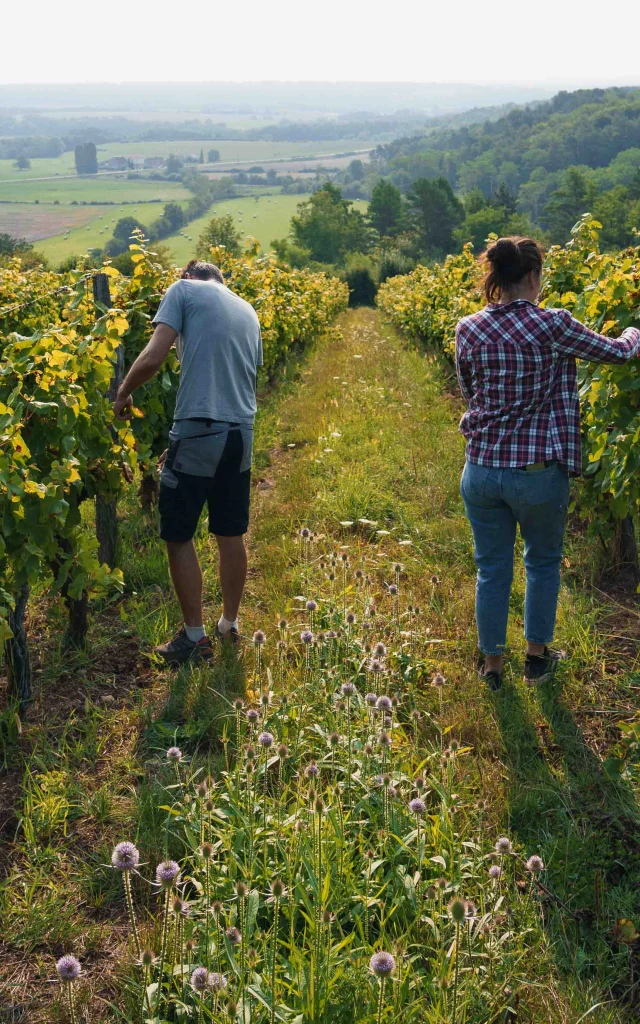 Un couple coupe du raisin au cœur des vignes de Champlitte - Vesoul - Val de Saône