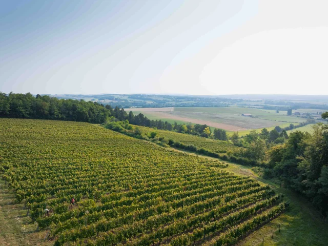 Vue aérienne des vignes de Champlitte - On y voit des vendangeurs - Vesoul - Val de Saône