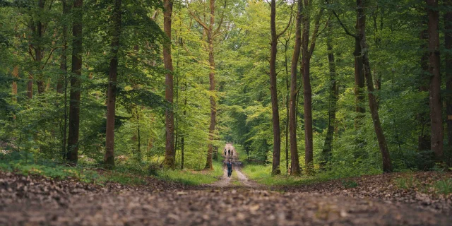 Sur un chemin forestier, des randonneurs se baladent - Vesoul - Val de Saône