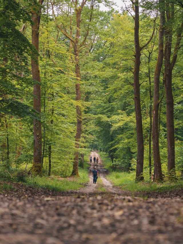 Sur un chemin forestier, des randonneurs se baladent - Vesoul - Val de Saône