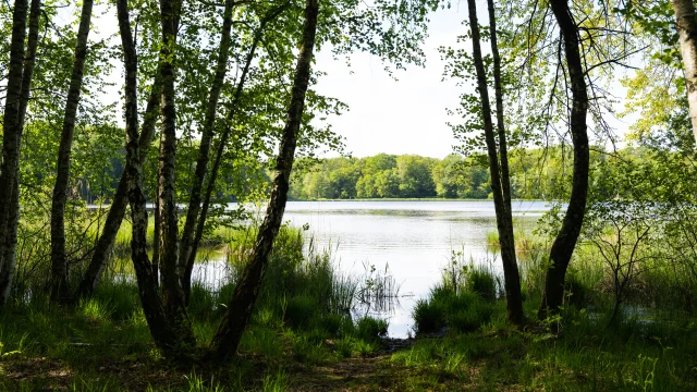 Réserve Naturelle Régionale de la Tourbière de la Grande Pile, balade à 1000 temps aménagée - L'Eau et la Pierre - St-Germain - Vosges du Sud