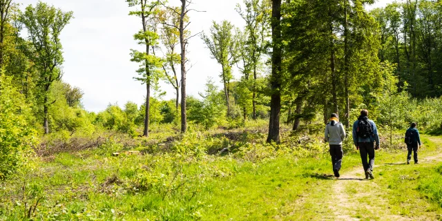 Des personnes randonnent à la Réserve Naturelle Régionale de la Tourbière de la Grande Pile, balade à 1000 temps aménagée - L'Eau et la Pierre - St-Germain - Vosges du Sud