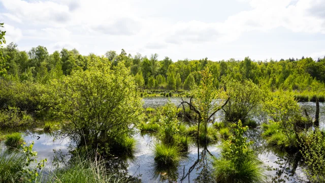 Réserve Naturelle Régionale de la Tourbière de la Grande Pile, balade à 1000 temps aménagée - L'Eau et la Pierre - St-Germain - Vosges du Sud