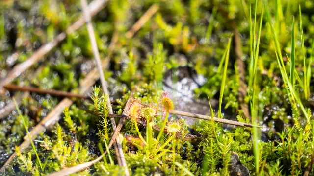 Plante carnivore - Réserve Naturelle Régionale de la Tourbière de la Grande Pile, balade à 1000 temps aménagée - L'Eau et la Pierre - St-Germain - Vosges du Sud