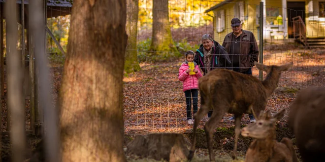 Une famille visite le Parc animalier de Fougerolles et découvre des cerfs sika - Vosges du Sus