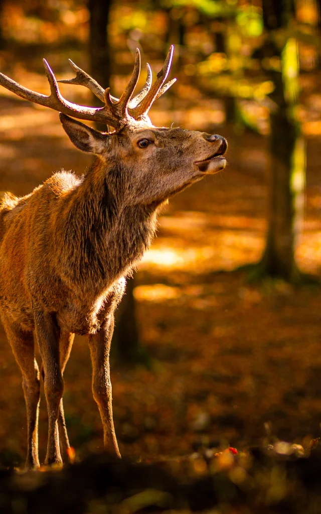 Photo d'un cerf élaphe en automne - Parc animalier de Fougerolles Saint Valbert - Vosges du Sud