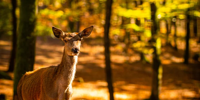 Photo de deux cerfs élaphes en automne - Parc animalier de Fougerolles Saint Valbert - Vosges du Sud