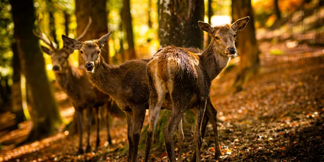 Photo de trois cerfs élaphes en automne - Parc animalier de Fougerolles Saint Valbert - Vosges du Sud