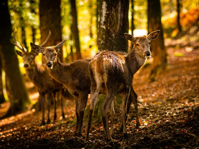 Photo de trois cerfs élaphes en automne - Parc animalier de Fougerolles Saint Valbert - Vosges du Sud