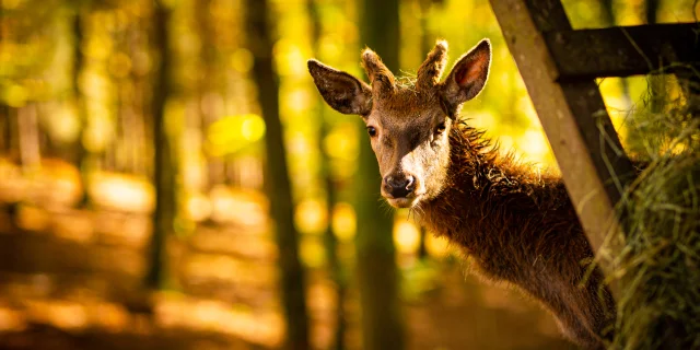 Photo d'un cerf élaphe en automne - Parc animalier de Fougerolles Saint Valbert - Vosges du Sud