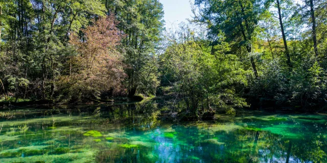 Résurgence de la Reigne avec des couleurs mystérieuses en pleine forêt - Vosges du Sud