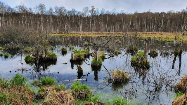 Réserve Naturelle Régionale de la Tourbière de la Grande Pile, balade à 1000 temps aménagée - L'Eau et la Pierre - Saint-Germain - Vosges du Sud